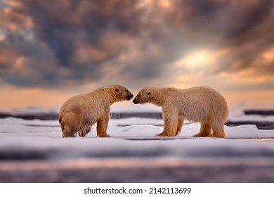 Polar Bear On Drifting Ice With Snow Feeding On Killed Seal,wildlife Svalbard, Norway. Beras With Carcass, Wildlife Nature. Magic Evening Storm Clouds Sky. Polar Ber Sunset.