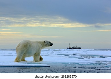Polar bear on the drifting ice with snow, blurred cruise vessel in background, Svalbard, Norway.