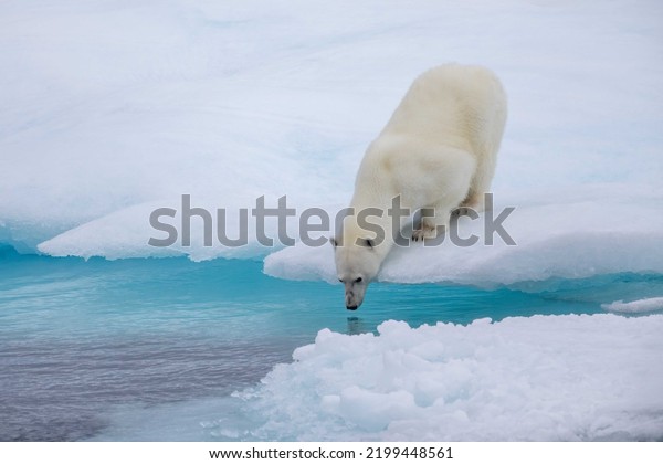 Polar bear on edge of ice floe smelling for\
nearby seal in the Viscount Melville Sound, Nunavut, Canada high\
arctic polar region.