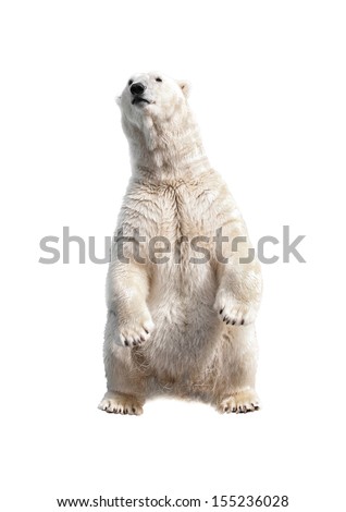 Polar bear on his hind legs isolated on a white