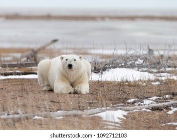 Polar Bear On Hudson Bay Canada