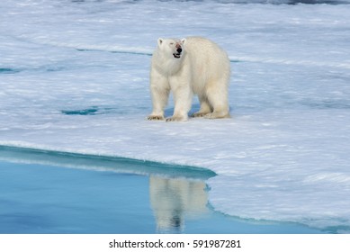 Polar Bear On The Ice