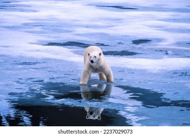 Polar bear on a ice floe in Arctic - Shutterstock ID 2237029073