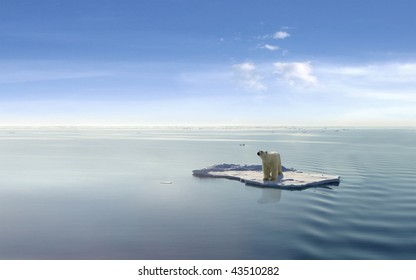 Polar Bear On An Ice Floe