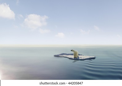 Polar Bear On An Ice Floe