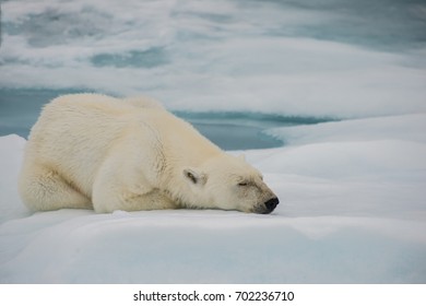 3,129 Polar Bear Sleeping Images, Stock Photos & Vectors | Shutterstock