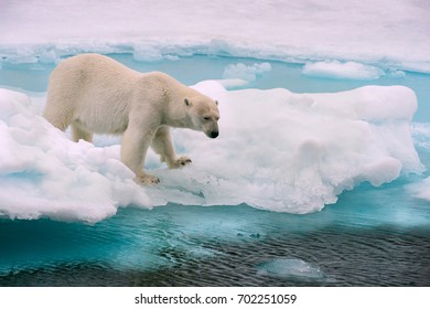 polar bear on ice floe in norwegian arctic waters, searching for scents of seals