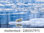 Polar Bear on Ice Flow, Greenland