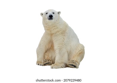 Polar Bear On An Isolated Background