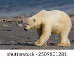 Polar bear on Kvitoya Island, Svalbard Archipelago