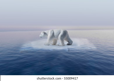  Polar Bear On Little Iceberg Symbol Of Climate Change