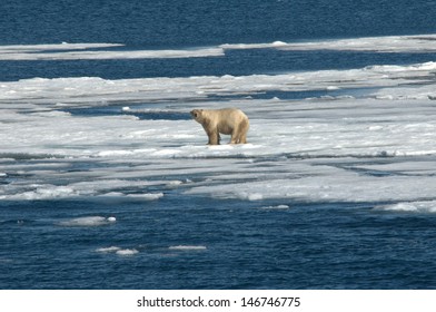 Polar Bear On Thin Ice