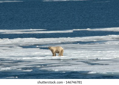 Polar Bear On Thin Ice