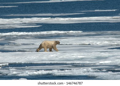 Polar Bear On Thin Ice