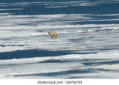 Polar Bear On Thin Ice