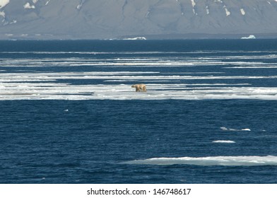 Polar Bear On Thin Ice