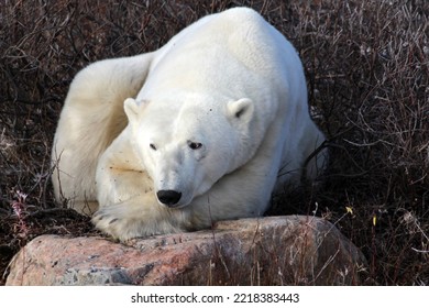 Polar Bear On The Tundra Of Hudson Bay, Canada