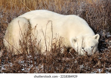 Polar Bear On The Tundra Of Hudson Bay, Canada