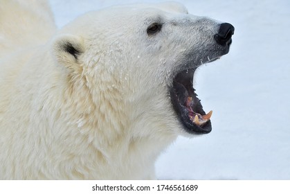 The Polar Bear Opened Its Mouth.