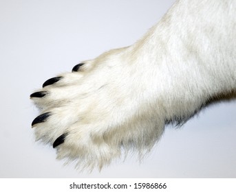 Polar Bear Paw