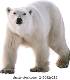 Pingüino oso polar glaciar naturaleza animal protección ambiental fondo transparente png elemento
