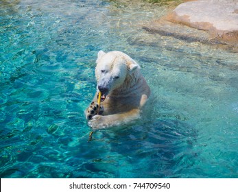 Polar Bear in Pool