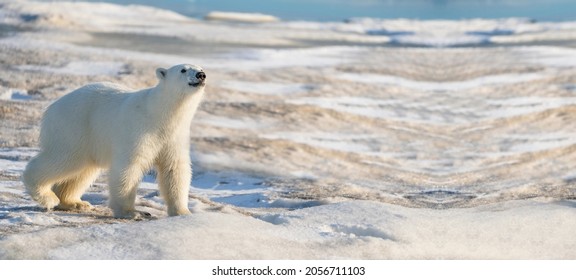 Polar Bear Portrait With Copy Space, Polar Bear In Antarctica, Polar Bear Walking On Snow