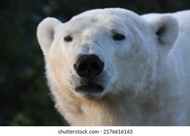 Polar Bear Portrait, Hudson Bay Canada