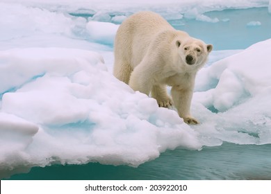 Polar Bear Roams On Melting Ice Floe In Arctic Sea Above Svalbard Norway