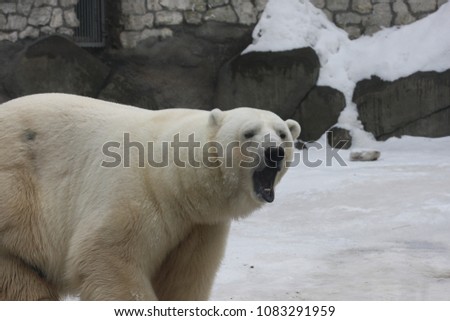 polar bear roar Ursus maritimus is a hypercarnivorous bear whose native range lies largely within the Arctic Circle, encompassing the Arctic Ocean, its surrounding seas and surrounding land masses.