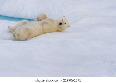 Polar Bear Rolling In Snow On Ice Flow In The Viscount Melville Sound, Nunavut, Canada High Arctic Polar Region.