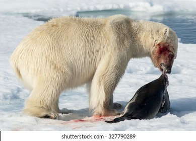 Polar Bear With Seal On The Ice, Spitsbergen 