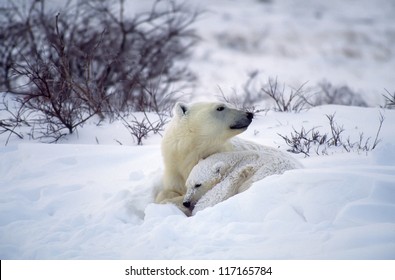 Polar Bear Shelters Her Cub During Snow Storm