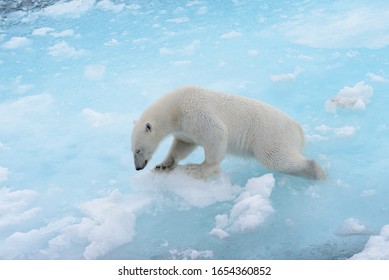 Polar Bear Is Sinking In Water Because Polar Ice Is Melting Down. Save Polar Bears. Global Warming Concept.