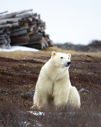 A Polar Bear Sits On The Arctic Tundra