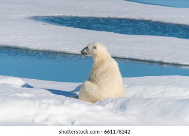 Polar Bear Sitting