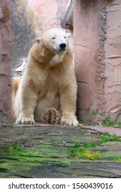 A Polar Bear Sitting At The Entrance To The Den