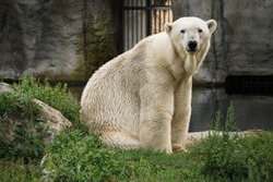 Polar Bear Sitting In The Grass In The Zoo, Rotterdam, The Netherlands