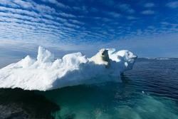 A Polar Bear Sitting On The Edge Of An Ice Floe In The Svalbard Archipelago.