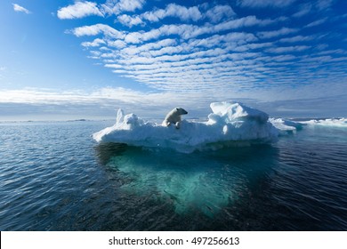 A polar bear sitting on the edge of an ice floe in the Svalbard Archipelago.