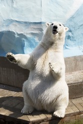 Polar Bear Sitting On Its Hind Legs 