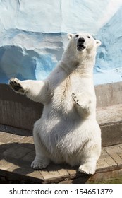 Polar Bear Sitting On Its Hind Legs 