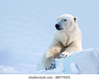 Polar Bear Sitting On An Ice Floe