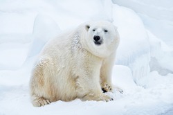 Polar Bear Sitting In The Snow