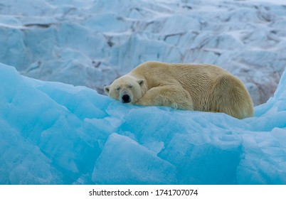 3,129 Polar Bear Sleeping Images, Stock Photos & Vectors | Shutterstock