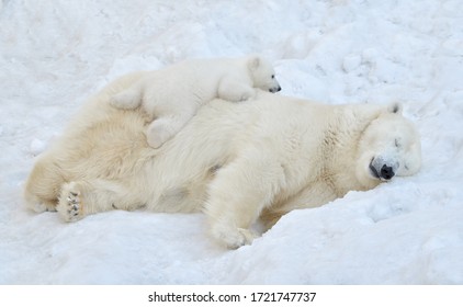 Ours Blanc Images Stock Photos Vectors Shutterstock