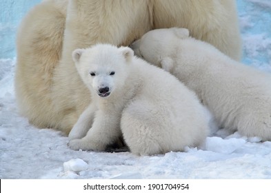 Polar Bear With Small Cubs