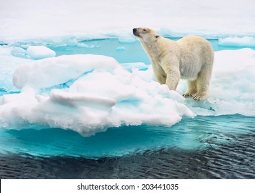 Polar Bear Sniffing On An Ice Floe In The Arctic Ocean Above Svalbard Norway