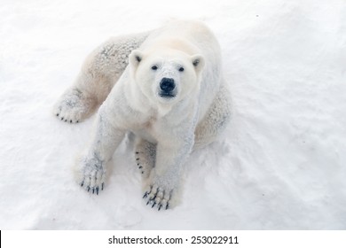 Polar Bear In Snow