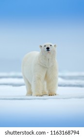 Polar bear with snow and ice in sea water. White animal in the nature habitat, north Europe, Svalbard, Norway. Wildlife scene from nature. Dangerous bear walking on the ice, beautiful blue sky.